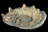 Rare, Horned Ammonite (Prioncyclus) Fossil in Rock - Kansas #131349-2